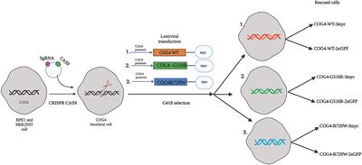 Development and Initial Characterization of Cellular Models for COG Complex-Related CDG-II Diseases